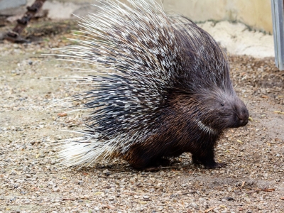 Gewoon stekelvarken - De Zonnegloed - Dierenpark - Dieren opvangcentrum - Sanctuary